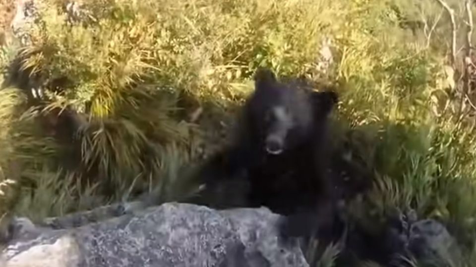 En Japón, un senderista fue sorprendido por el animal