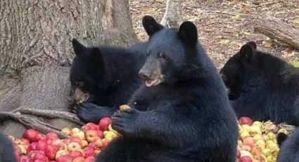 Captan a osos comiendo manzanas; creían que eran de Arteaga | VIDEO