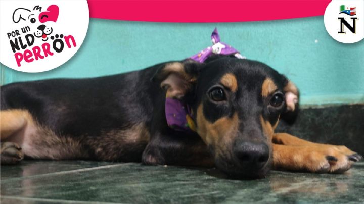 "Tomasa", la perrita que fue rescatada debajo de un auto, ahora busca hogar