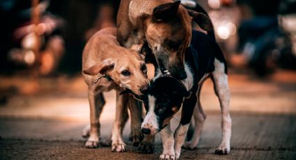 Estos son los castigos por vender carne de perro en México