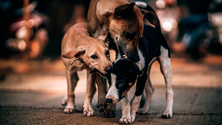 Estos son los castigos por vender carne de perro en México