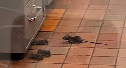 Ratas infestan taquería famosa de San Antonio, Texas | VIDEO