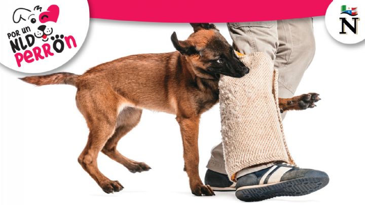 Ataques de perros: ¿qué obligaciones tiene el dueño?