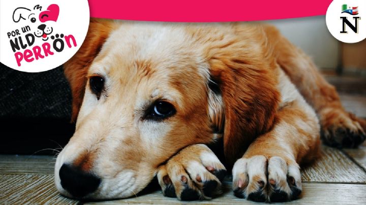 Signos de un perro maltratado y cómo denunciar un caso de abuso animal