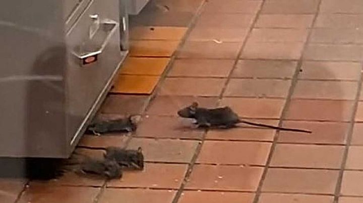 Ratas infestan taquería famosa de San Antonio, Texas | VIDEO