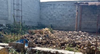 Policías hallan a un león desnutrido durante búsqueda de albañil desaparecido