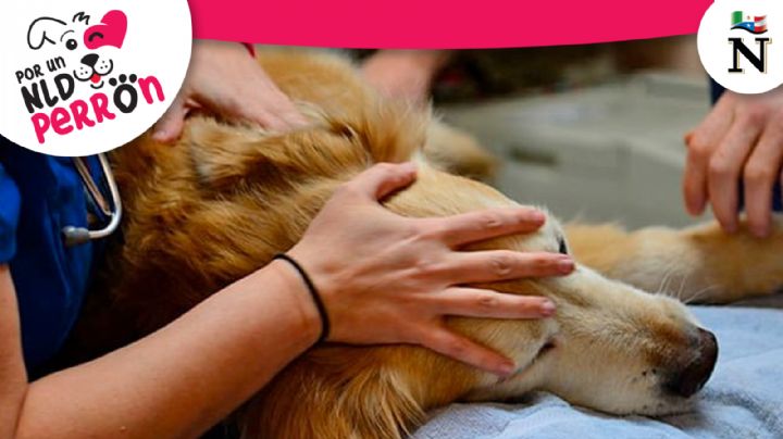 Seis señales para saber cuando un perrito merece la muerte digna