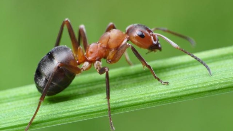 Captan el rostro aterrador de una hormiga