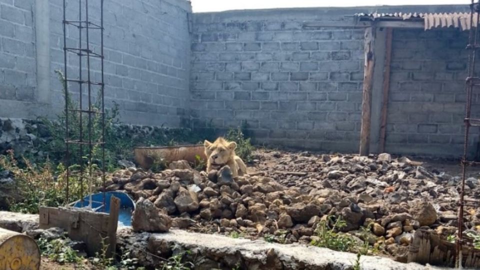 Un león fue encontrado en un predio a donde policías acudieron a realizar un cateo
