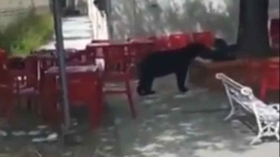 Precavido, el animal se acerca para buscar un poco de comida hasta ser descubierto por los mismos estudiantes, emprendiendo la huida del lugar con una mochila