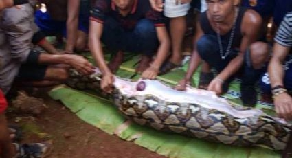 Atrapan a serpiente pitón gigante con el cadáver de una mujer en el interior | VIDEO