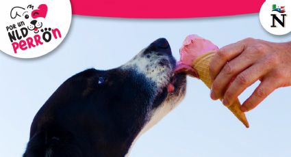 ¡Ten cuidado! Conoce cuáles son los alimentos más tóxicos para los perros