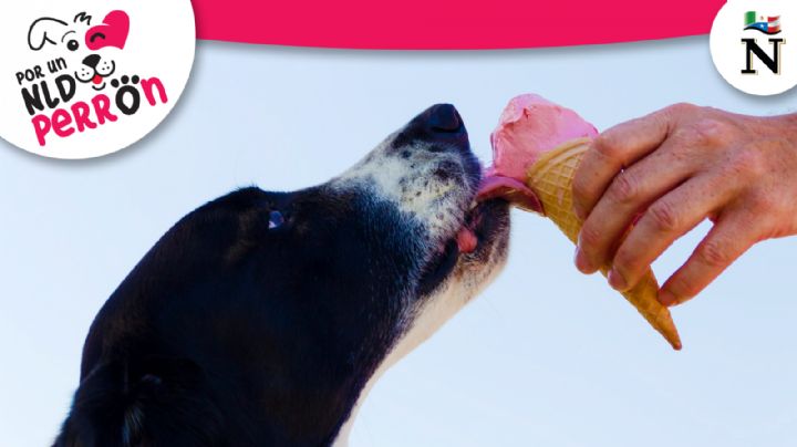 ¡Ten cuidado! Conoce cuáles son los alimentos más tóxicos para los perros