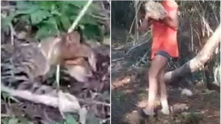 Como si fuera gracioso, adolescentes torturan a un indefenso gatito