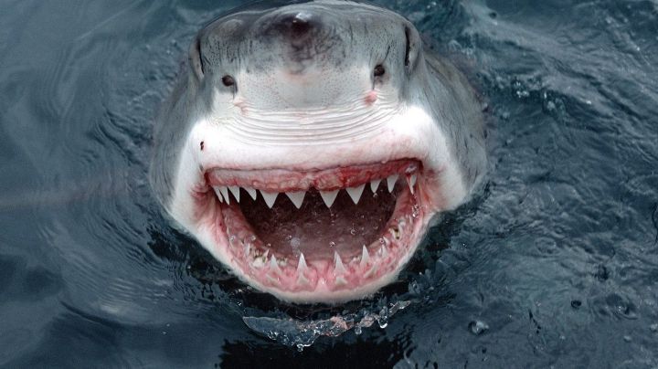 VIDEO: Científica estuvo a punto de caer directo al hocico de un tiburón