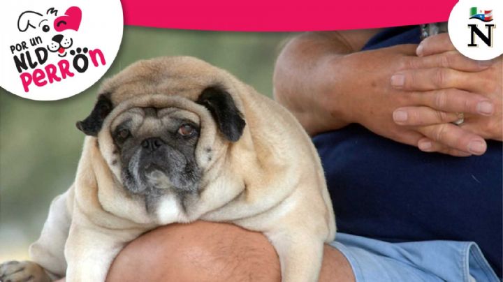 Obesidad mórbida en perros: un problema de la mascota... y el dueño