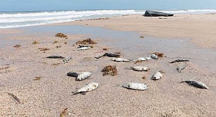 Marea roja provoca mortandad de peces en playas de Tamaulipas
