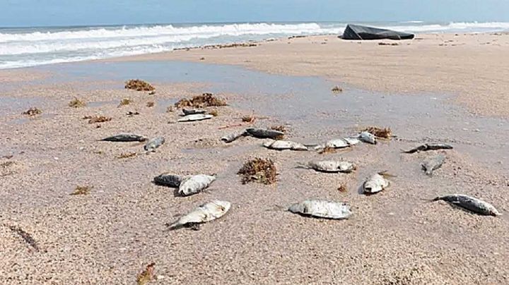 Marea roja provoca mortandad de peces en playas de Tamaulipas