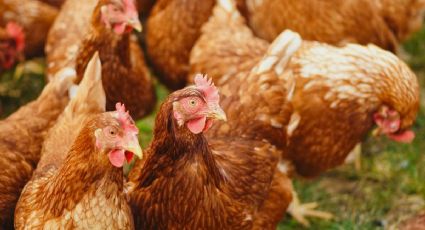 Detectan cepa H5N1 de gripe aviar en granja de Nuevo León