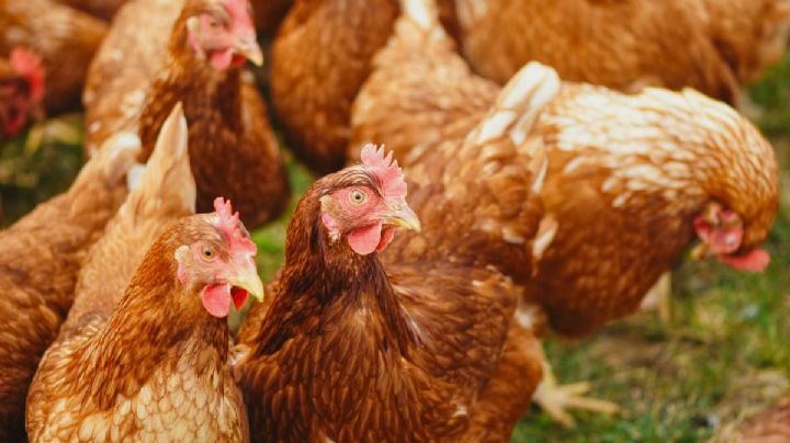 Detectan cepa H5N1 de gripe aviar en granja de Nuevo León