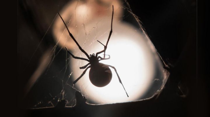 Alertan por animales ponzoñosos en calor en Nuevo Laredo
