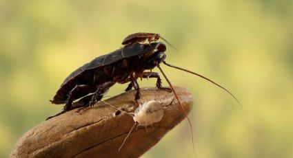 Reaparece cucaracha carnívora en Australia; la creían extinta desde hace 90 años