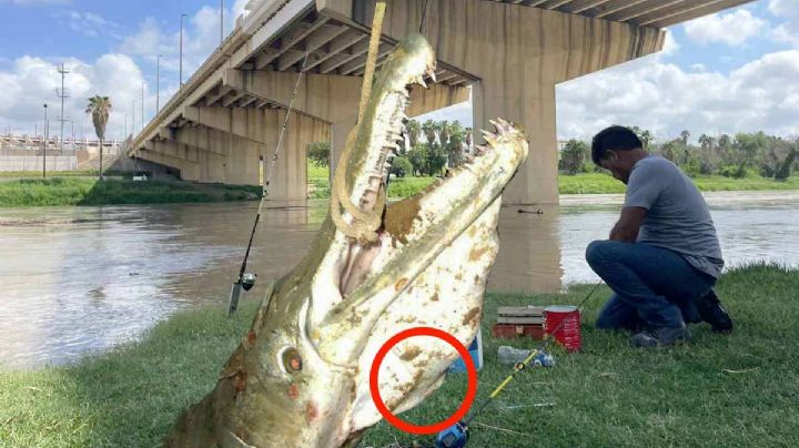 Catán, el pez fósil del Río Bravo que produce huevos venenosos