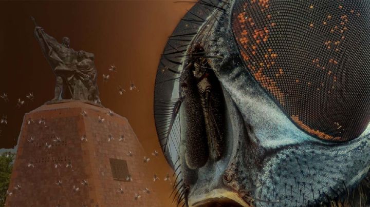 Moscas en Nuevo Laredo: esta es la razón del aumento de esta plaga