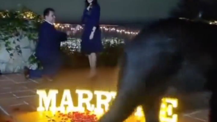 Oso interrumpe propuesta de matrimonio en Chipinque | VIDEO