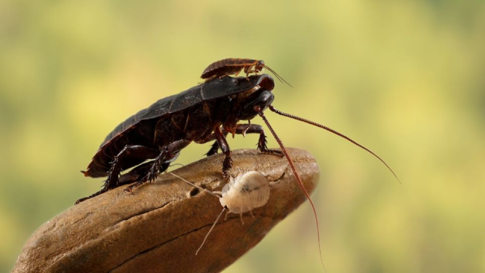 Reaparece cucaracha carnívora en Australia. La creían extinta.