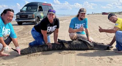 Caimán suelto que merodeaba Isla del Padre es atrapado | VIDEO