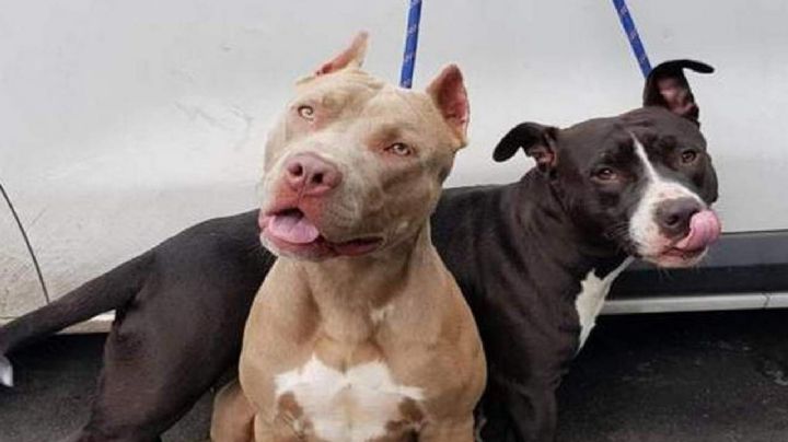 Intenta mamá salvar de brutal ataque de dos perros a sus hijos