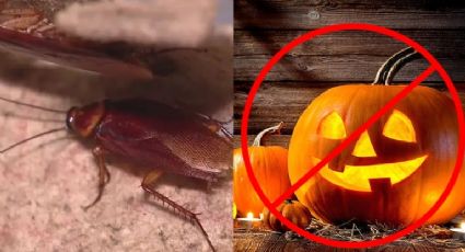 Cancelan Halloween por increíble infestación de cucarachas