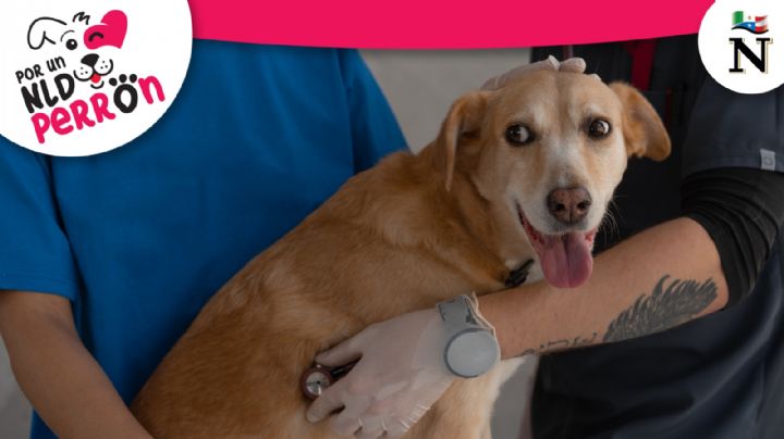 Esterilización de perros: todo lo que debes saber al respecto