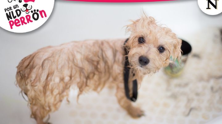 Cómo consentir a tu mascota sin salir de tu casa