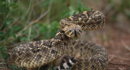 Cabeza decapitada de serpiente reacciona furiosa y lanza mortífera mordida | VIDEO