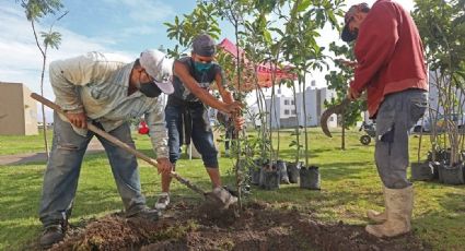 Los 5 árboles que sobrevivirán al clima extremoso de Nuevo Laredo