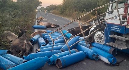 Camión cargado de cilindros de gas masacra hato de vacas: 12 reses muertas