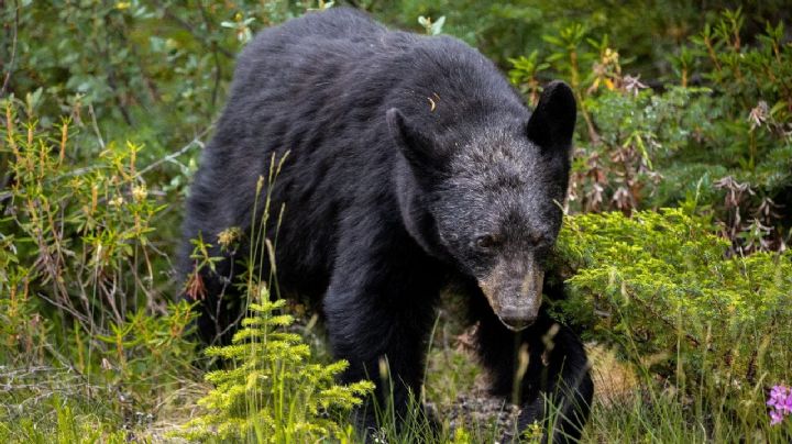 Encuentran oso muerto en Coahuila; lo tiran cerca del río Sabinas
