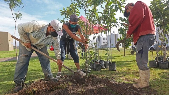 Los 5 árboles que sobrevivirán al clima extremoso de Nuevo Laredo