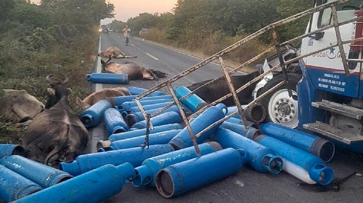 Camión cargado de cilindros de gas masacra hato de vacas: 12 reses muertas