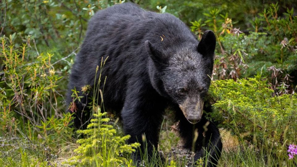 Un oso fue hallado muerto en Coahuila.