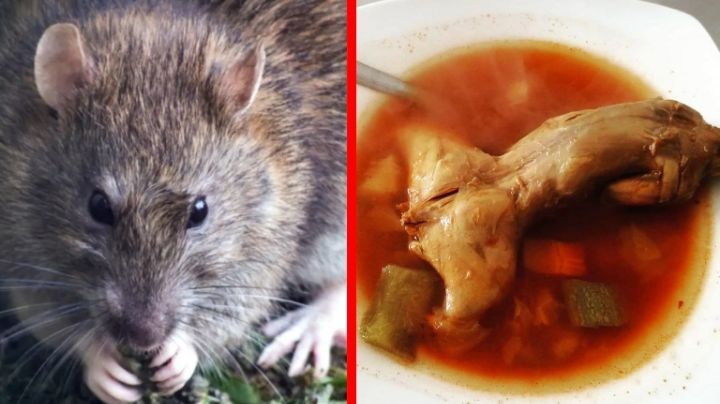 Caldo de rata de monte, platillo de García, Nuevo León. ¿Cómo se prepara?