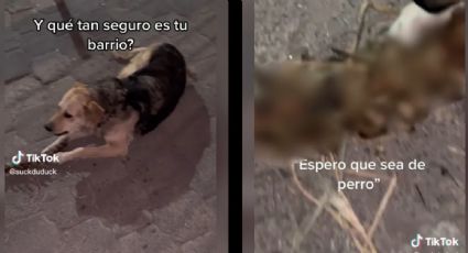 Captan a perro comiendo columna vertebral en Ecatepec, ¿será humana? | VIDEO