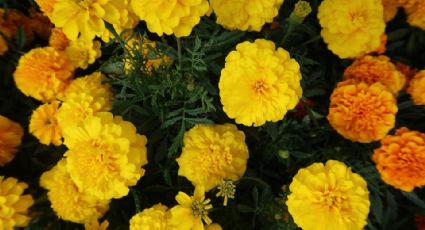 La importancia de la flor de cempasúchil en tu ofrenda del Día de Muertos