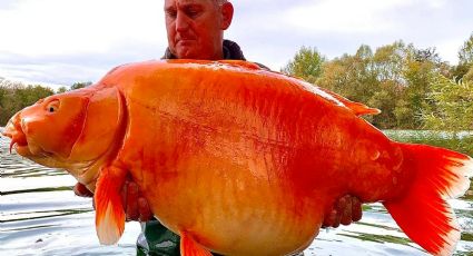 Atrapan a pez dorado gigante de 32 kilos de peso