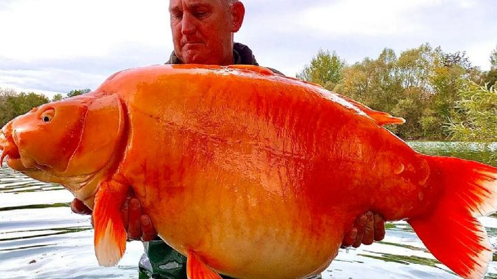 Atrapan a pez dorado gigante de 32 kilos de peso