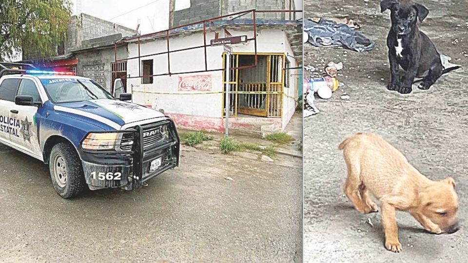 Los cachorros no se separaron del cuerpo de su amo que murió en la soledad.