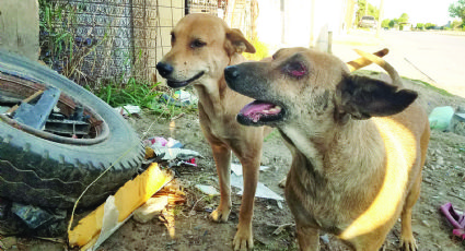 Hay 20 mil perros en las calles de Nuevo Laredo; la  mayoría abandonados por sus dueños