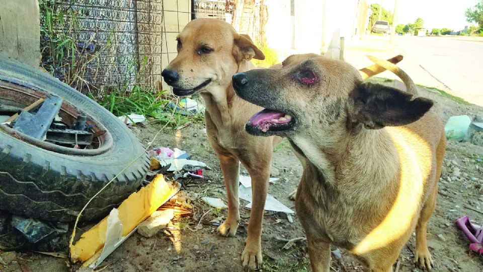 Nuevo Laredo tiene 20 mil perros abandonados en sus calles.